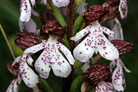 Orchis purpurea